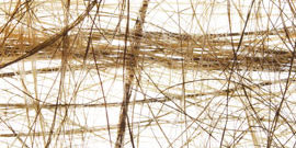 Cotton fibres used in banknote paper Cotton fibres used in banknote paper